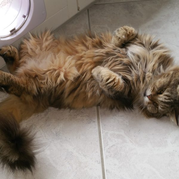 Unsere eigenen Tiere