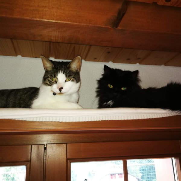 Katzen in Pension